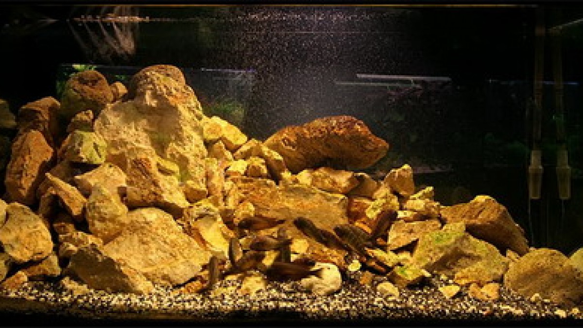 zbiornik z Tropheusami (350l)