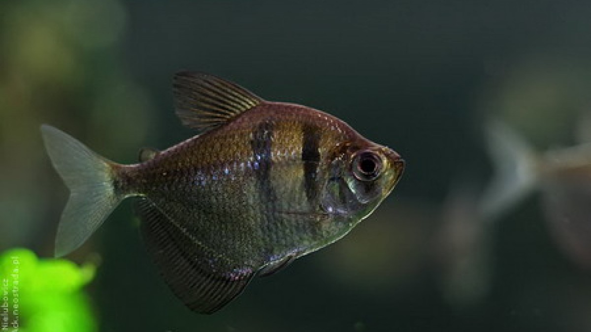 Gymnocorymbus ternetzi