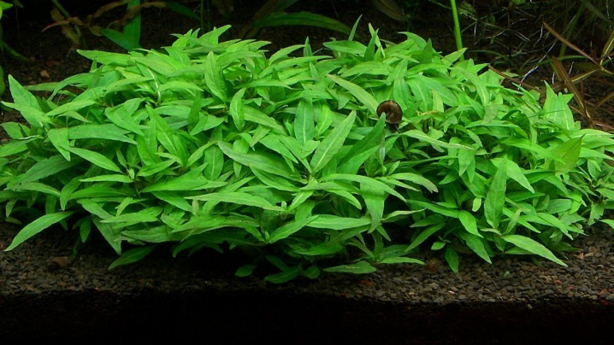 Nowa odmiana Hygrophili