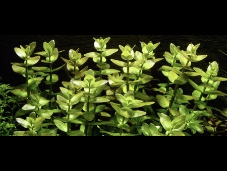 Bacopa caroliniana