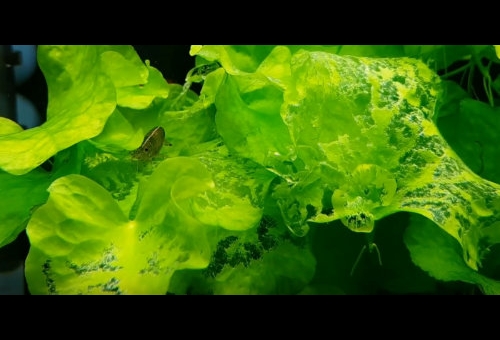 Nymphoides hydrophylla Taiwan a krewetki Amano