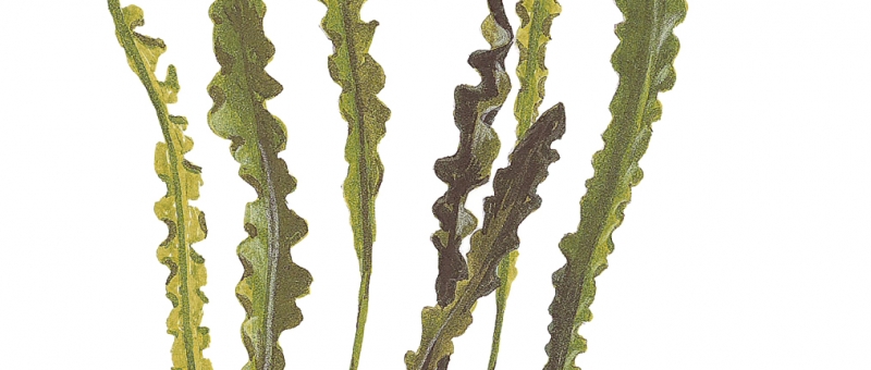 Aponogeton longiplumulosus (Aponogeton długozalążkowy) 