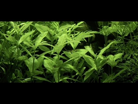 Hygrophila polysperma