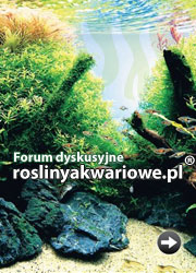 Banery Serwisu roslinyakwariowe.pl