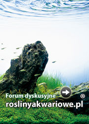 Banery Serwisu roslinyakwariowe.pl