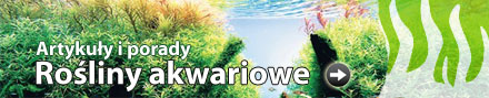 Banery Serwisu roslinyakwariowe.pl