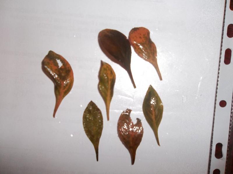100_2534.JPG