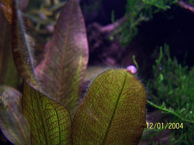 100_7000.JPG