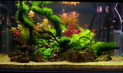 182l - Artur Krawacki