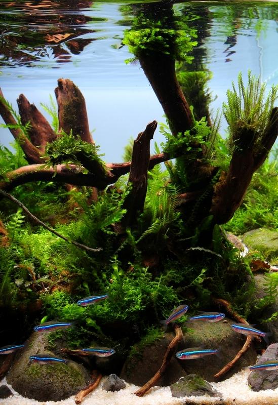 28L - Smell of the forest  4.jpg
