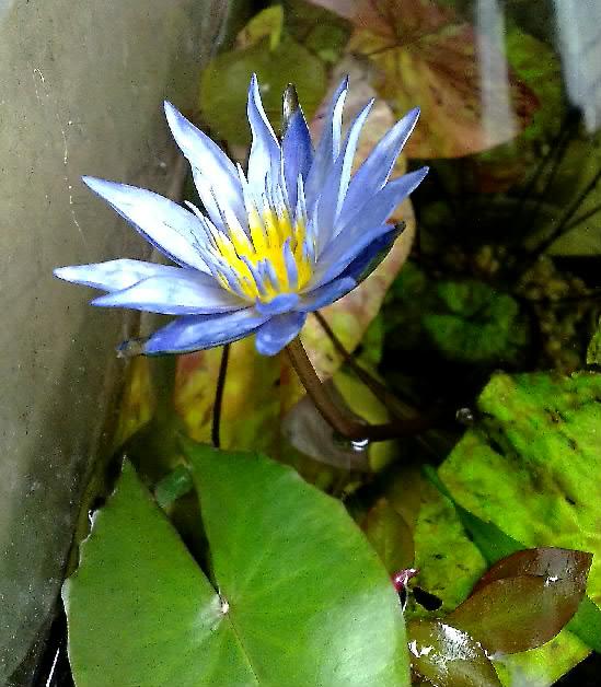 Nymphaea micrantha281-001.jpg
