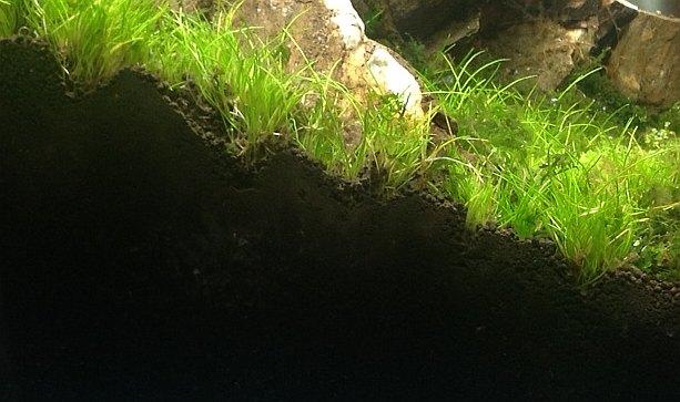 amazonia-new.jpg