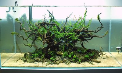 182l - Mizube/ryuboku -  Szymek Jankowski