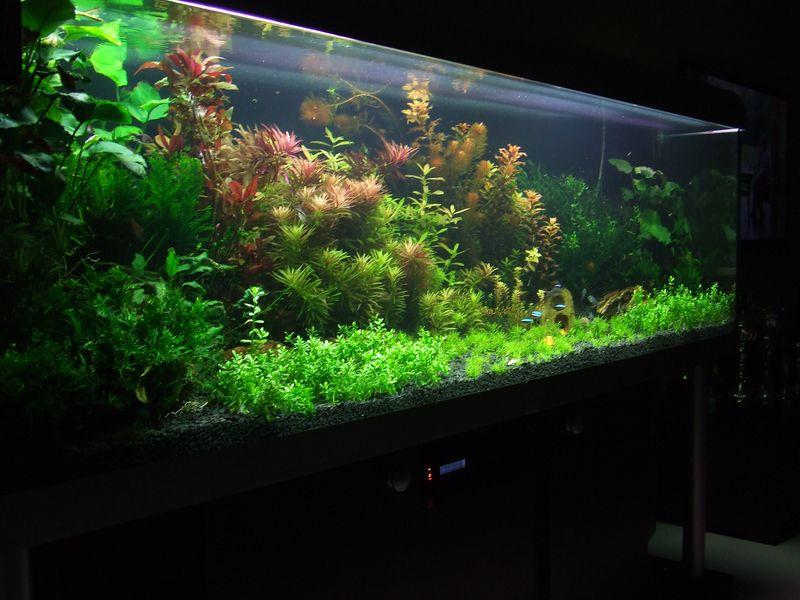 DSCF8892 [800x600].JPG