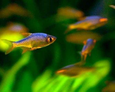 FireRasbora2.jpg