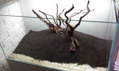 250l - Stones and roots - ynfqaab