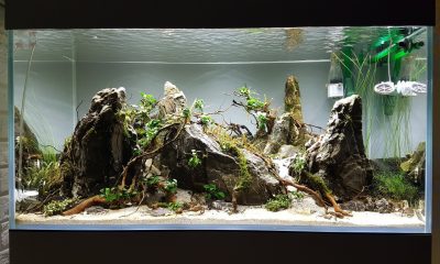 250l - Roots and Stones 2 - ynfqaab