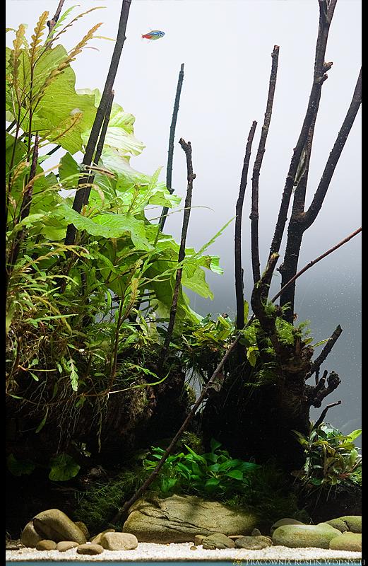 CubeGarden120_Pracownia_Roslin_Wodnych_closeup_2.jpg
