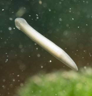 planaria-worm-aan-aquarium-ruit.jpg