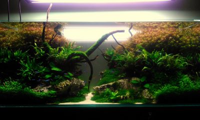 300l - Naturka OW - Jelcyn