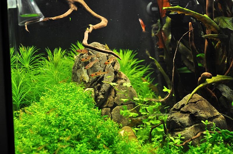 Aquael 30l by Greg3or 8.JPG