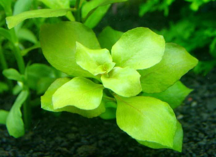 palustris7176.jpg