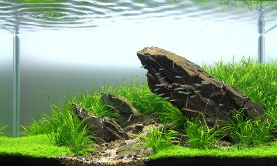 300l - ATP - Stone claws of the Nature - Andrzej Nowak