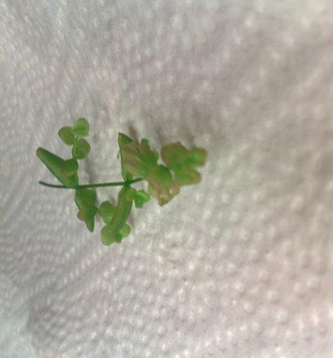 20100317437.jpg