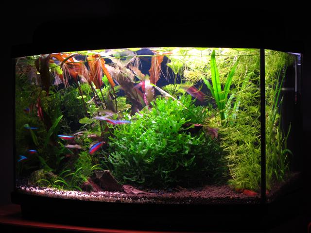 2011-09-21_Akwarium 005.jpg
