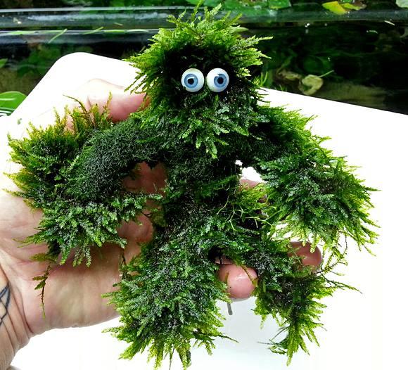 Mossman.jpg