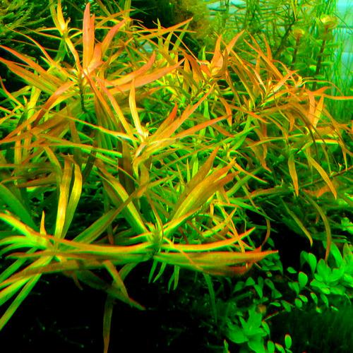 ludwigia_brevipes_ra_koszyk_duzy_xxl-i-39381-1-500.jpeg