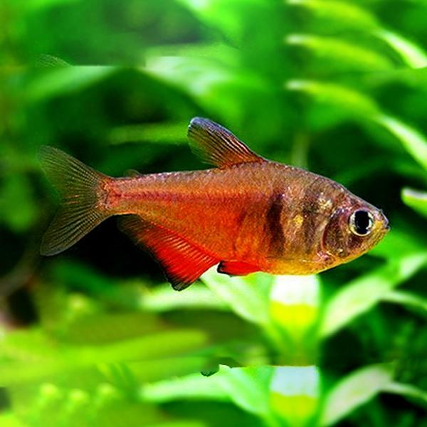 czerwona-tetra.jpg