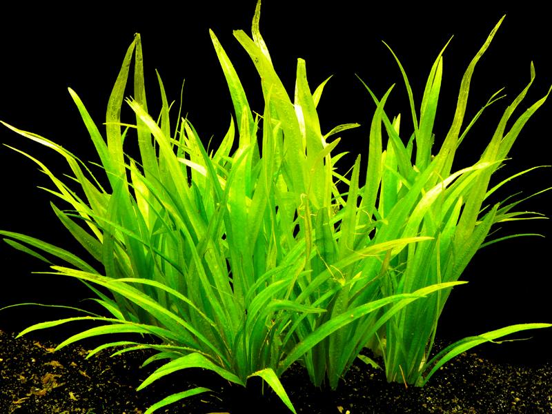 latifolius-2.jpeg