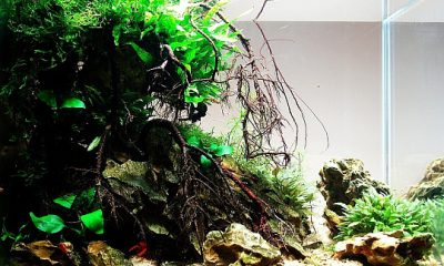 "Wild Cliff" w 30L