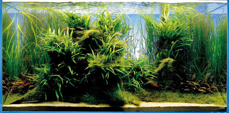 kompendium-aquascapingu.jpg