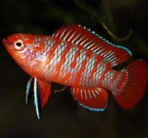 badis_bengalski.jpg
