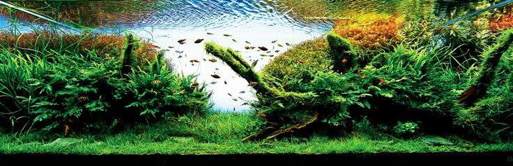 -top_foto2_020_jpg_736_239_crop.jpg