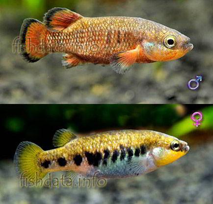 Characodon_lateralis_pl.jpg