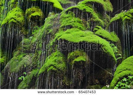 stock-photo-amazing-green-moss-forest-65407453.jpg