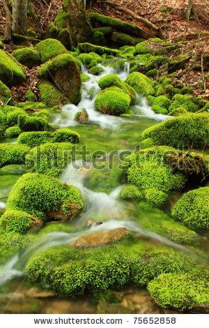 stock-photo-mountain-stream-among-the-mossy-stones-75652858.jpg