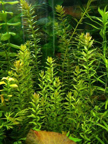 Rotala zielona..jpg
