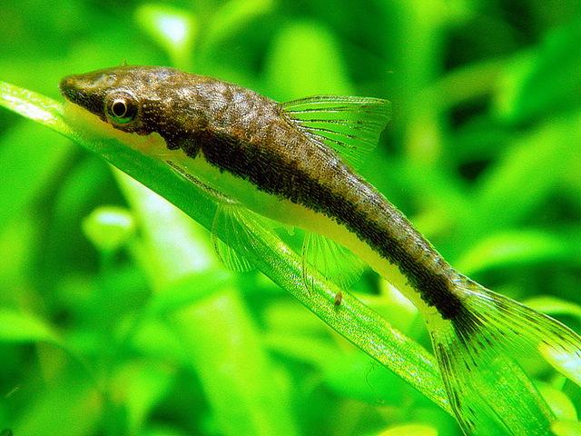 Otocinclus affinis2.jpg