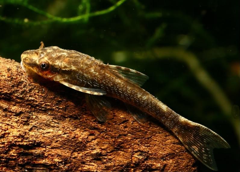 Otocinclus negros.jpg