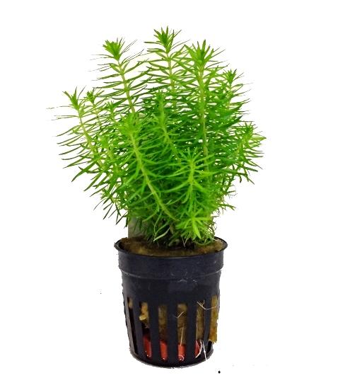 pogostemon-erectus-409-p.jpg
