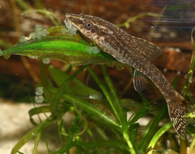 Otocinclus negros...jpg