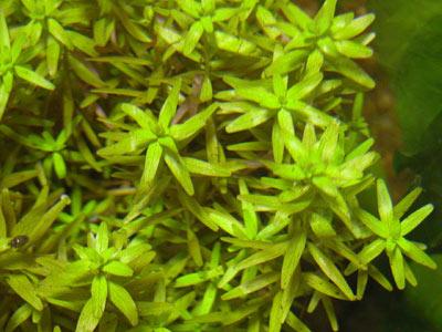 rotala_rotundi_subm.jpg