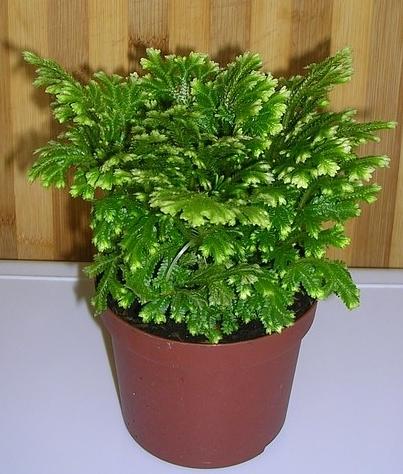 selaginella-martensii.jpg