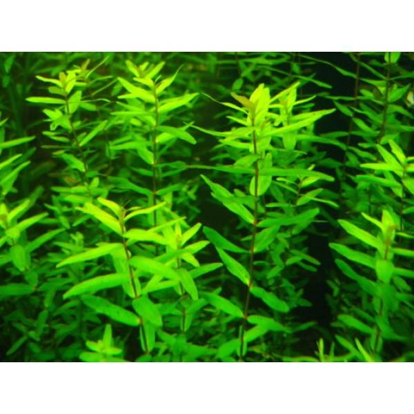 rotala-rotundifolia-green%203-600x600.jpg
