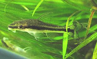 Otocinclus%20huaorani.jpg