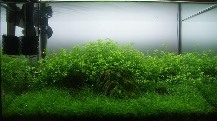 25 l krewetkarium.jpg